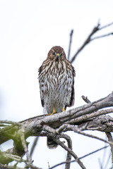 Proud Cooper Hawk perched high on dried branch while looking straight ahead over his hunting ground for the next prey.