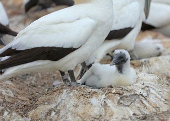 Tölpel in Australien