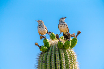 Saguaro Cactus Fruit on top against sky