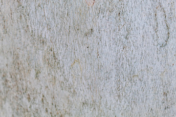 Closeup Tree Bark Texture Background