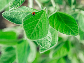 ladybug sitting on a soybean leaf