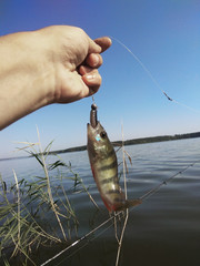 person holds catch perch at river background.