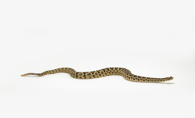 Baja Rattlesnake Crotalus enyo, on white background