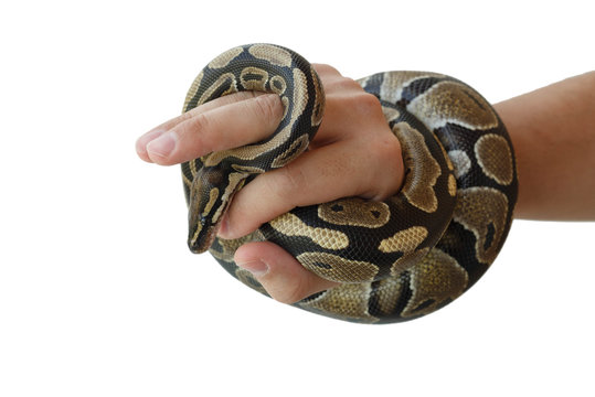 The image of the royal or ball python on the hand of man