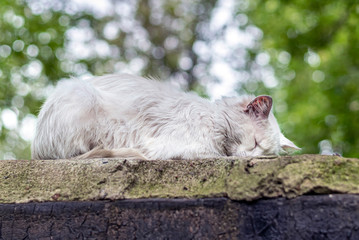 White cat sleeping on a concrete fence.