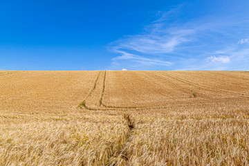 Fototapeta premium A golden wheat field in the South Downs in Sussex, on a sunny summers day