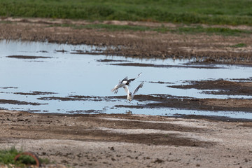 Squabbling Gulls 1