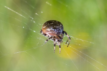 Spider sitting in the web in the green grass