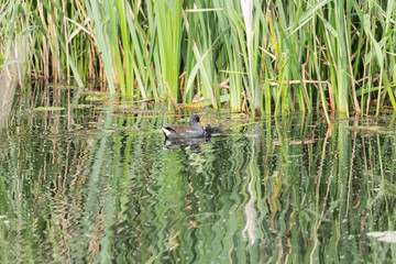 Moorhen and chick