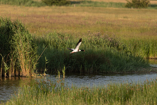 Shellduck in flight