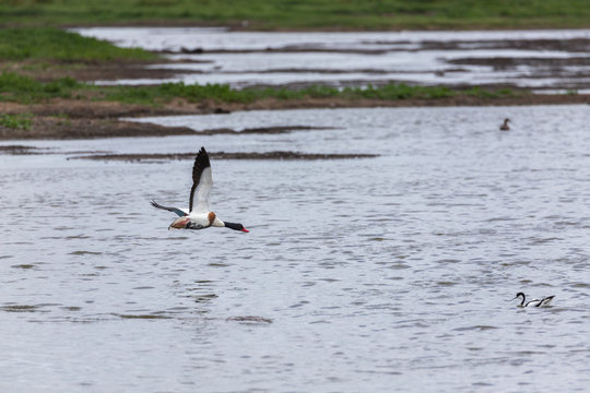 Flying shellduck