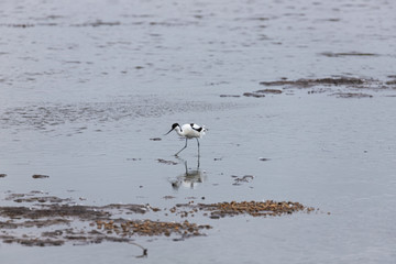 Avocet wading 6