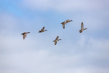 Flock of ducks 1