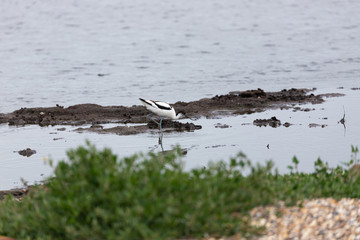 Avocet wading 4