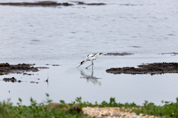 Avocet wading 1