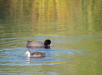 Eurasian coot Fulica atra, also known as the common coot with a young ducling chick swimming in the water of clear lake. Golden hour light, Copy space