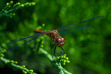Dragonfly sitting on a green branch of a tree