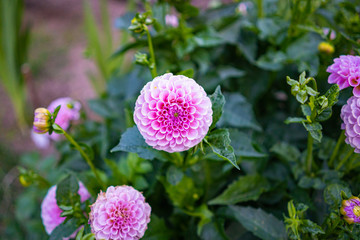 Pink dahlias in garden