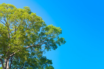 Green big tree with blue sky