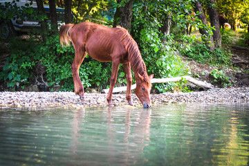 a herd of beautiful free horses near the river drink water. Beautiful forest landscape at sunset