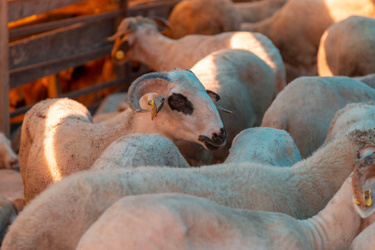 Animal for the Feast of Sacrifice. (Kurban Bayrami, aid al adha )sacrifice holiday. Turkey.