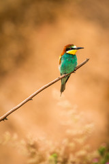 Europäischer Bienenfresser auf einem Ast