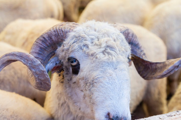 Animal for the Feast of Sacrifice. (Kurban Bayrami, aid al adha )sacrifice holiday. Turkey.