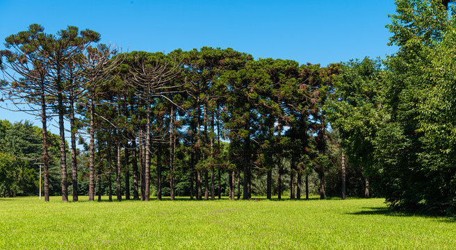 arboles, plantas