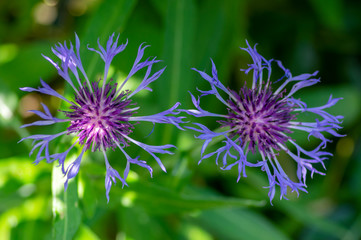 Centaurea montana mountain perennial cornflower in bloom, flowering ornamental blue plant