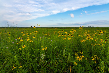 Pinnate Prairie Coneflowers
