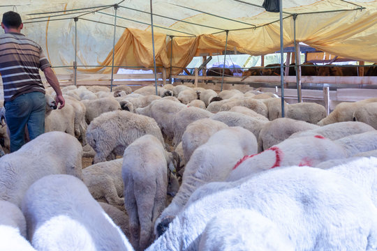 Animal for the Feast of Sacrifice. (Kurban Bayrami, aid al adha )sacrifice holiday. Turkey.