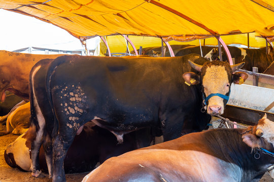 Animal for the Feast of Sacrifice. (Kurban Bayrami, aid al adha )sacrifice holiday. Turkey.