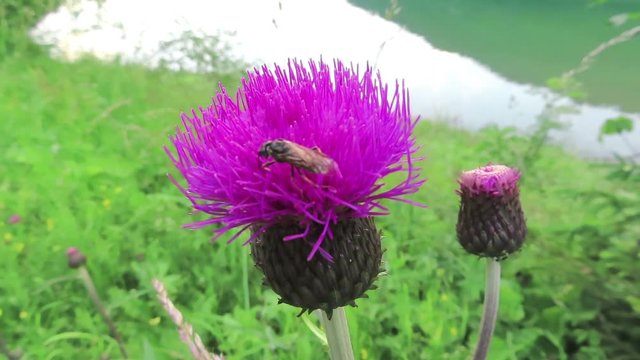 wild solitary bee on a pink thistle flower in austria.