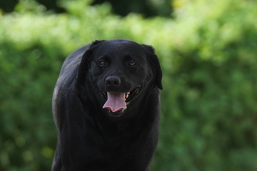 Schwarzer Hund  - Labrador