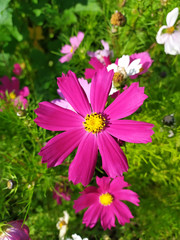 Purple daisy on the background of greenery and other daisies