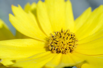 Light yellow daisy flower close up