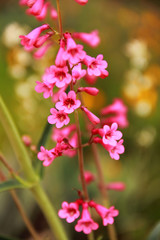 Desert Flowers