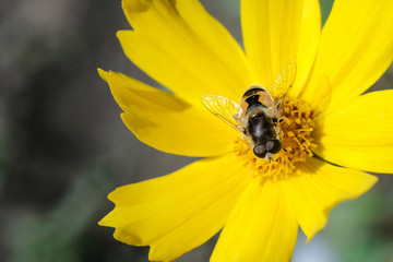 The drone sitting on a yellow daisy