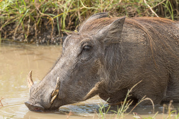 Naklejka na ściany i meble Common warthog drinking water in a muddy pond