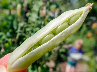 Close up of ripe peas bursting out of pod