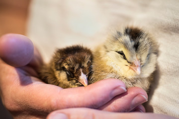 Baby chicks in hand