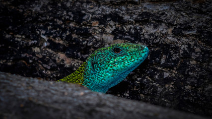 Green, and blue  European lizard
