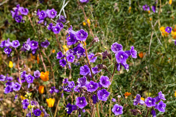 Bright purple violet blue vibrant vivid golden Canterbury Bells, seasonal spring native plant, wildflowers in bloom with golden orange California Poppies