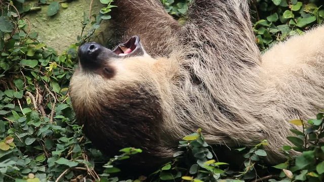 Sloth yawning at the zoo