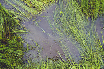 Water puddle in green grass for wet and rainy season concept. - Powered by Adobe