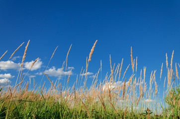Obraz premium meadow grass inflorescence against blue sky