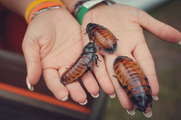 Madagascar cockroaches on the palm