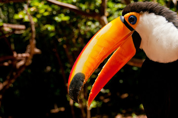 Tucano