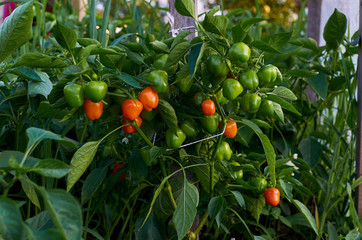  wonderful world around us