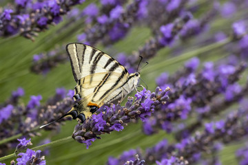 Papillon (Le Flambé) butinant des fleurs de lavande